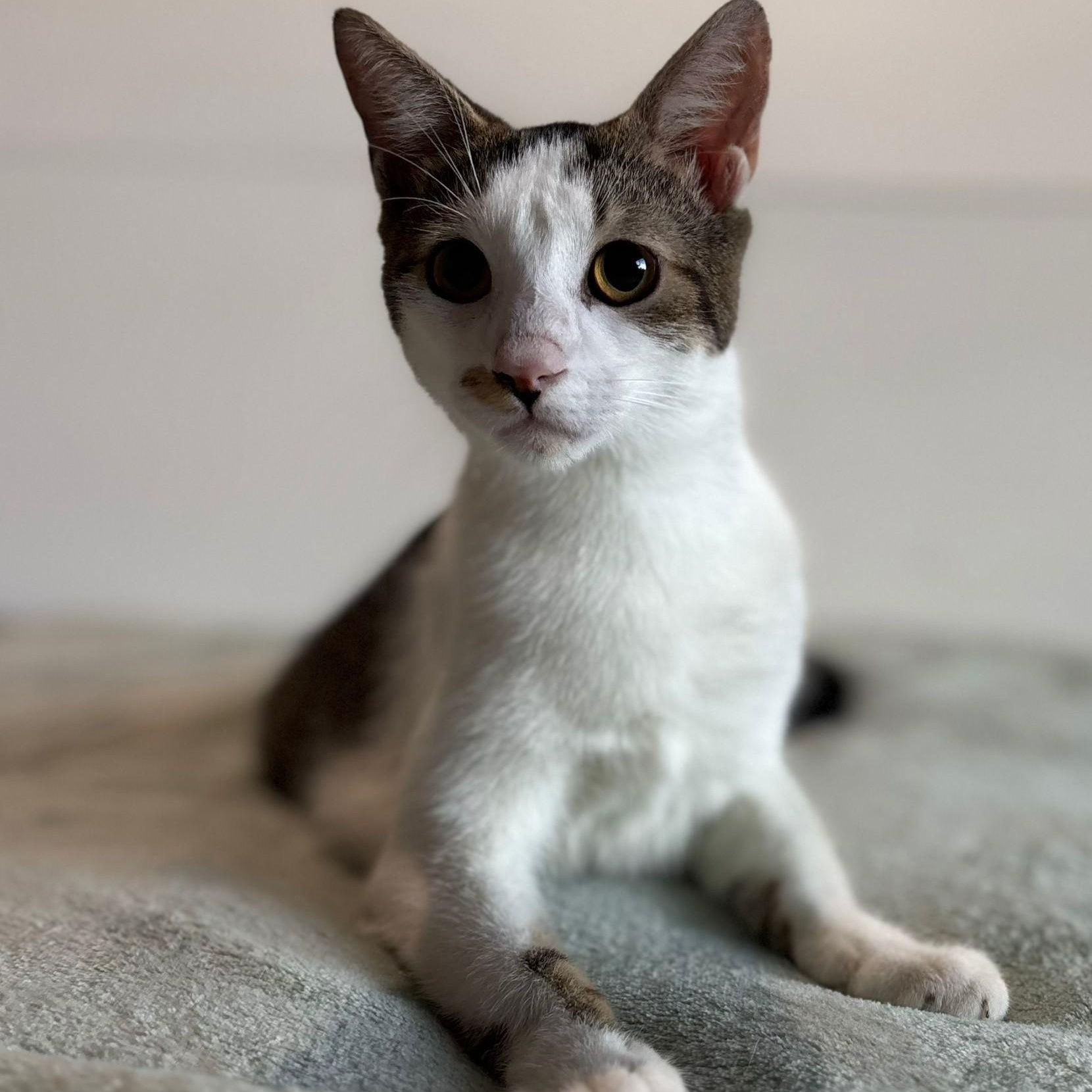 Enlarge Tommy, an adopted American Shorthair in Kearny, NJ image 1/4