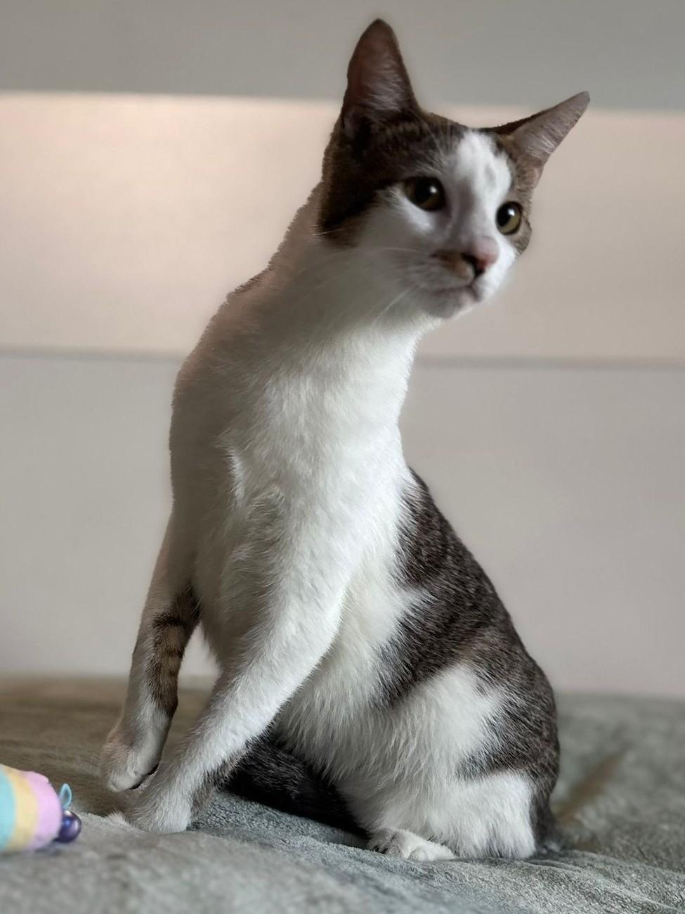 Enlarge Tommy, an adopted American Shorthair in Kearny, NJ image 4/4