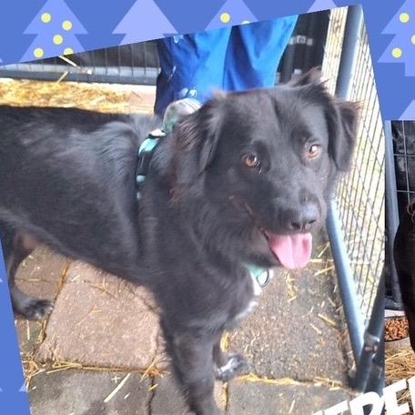 Edwin, Adoptable, Adult Male Australian Shepherd & Retriever.