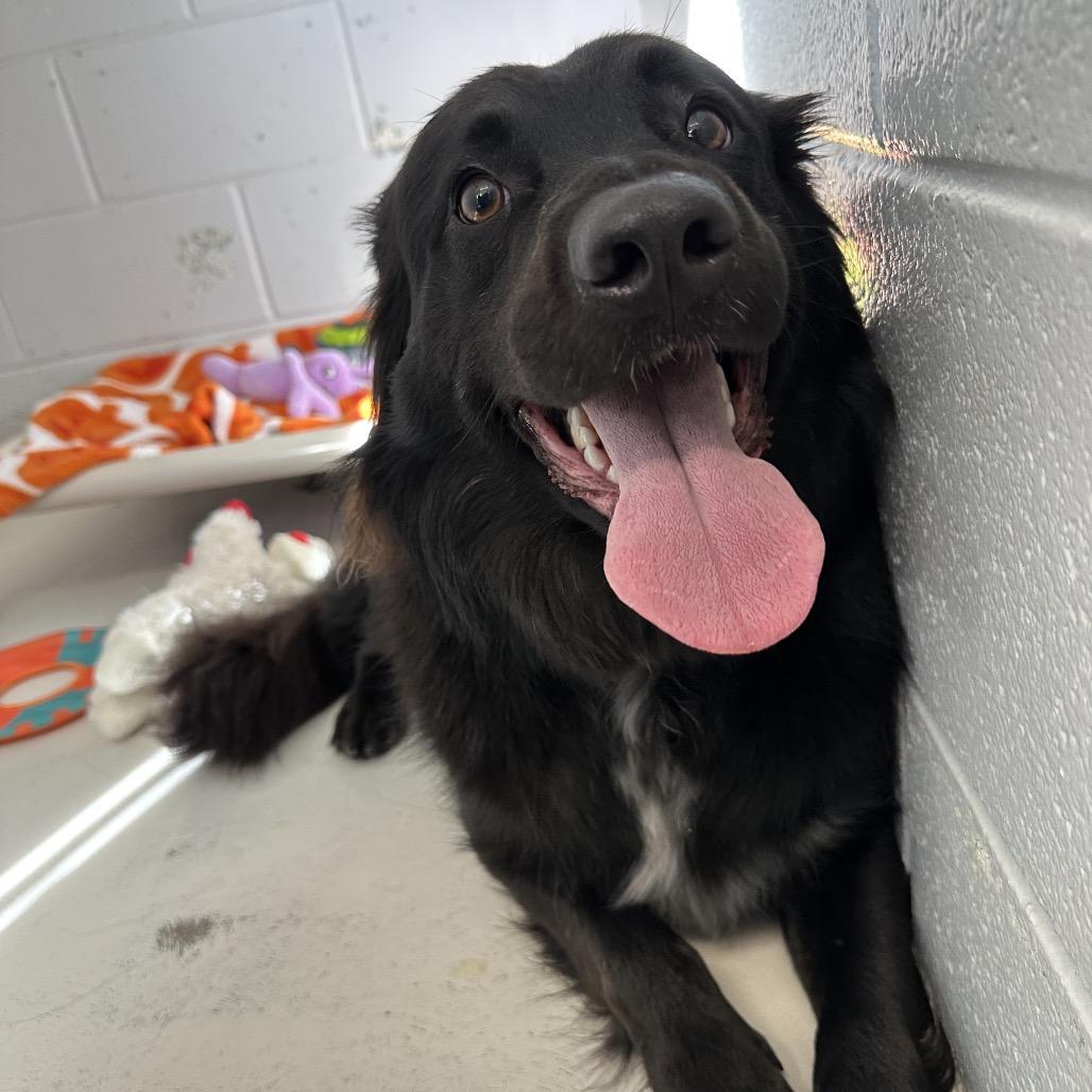 Enlarge Edwin, a Adoptable mixed breed in Delaware, OH image 2/2