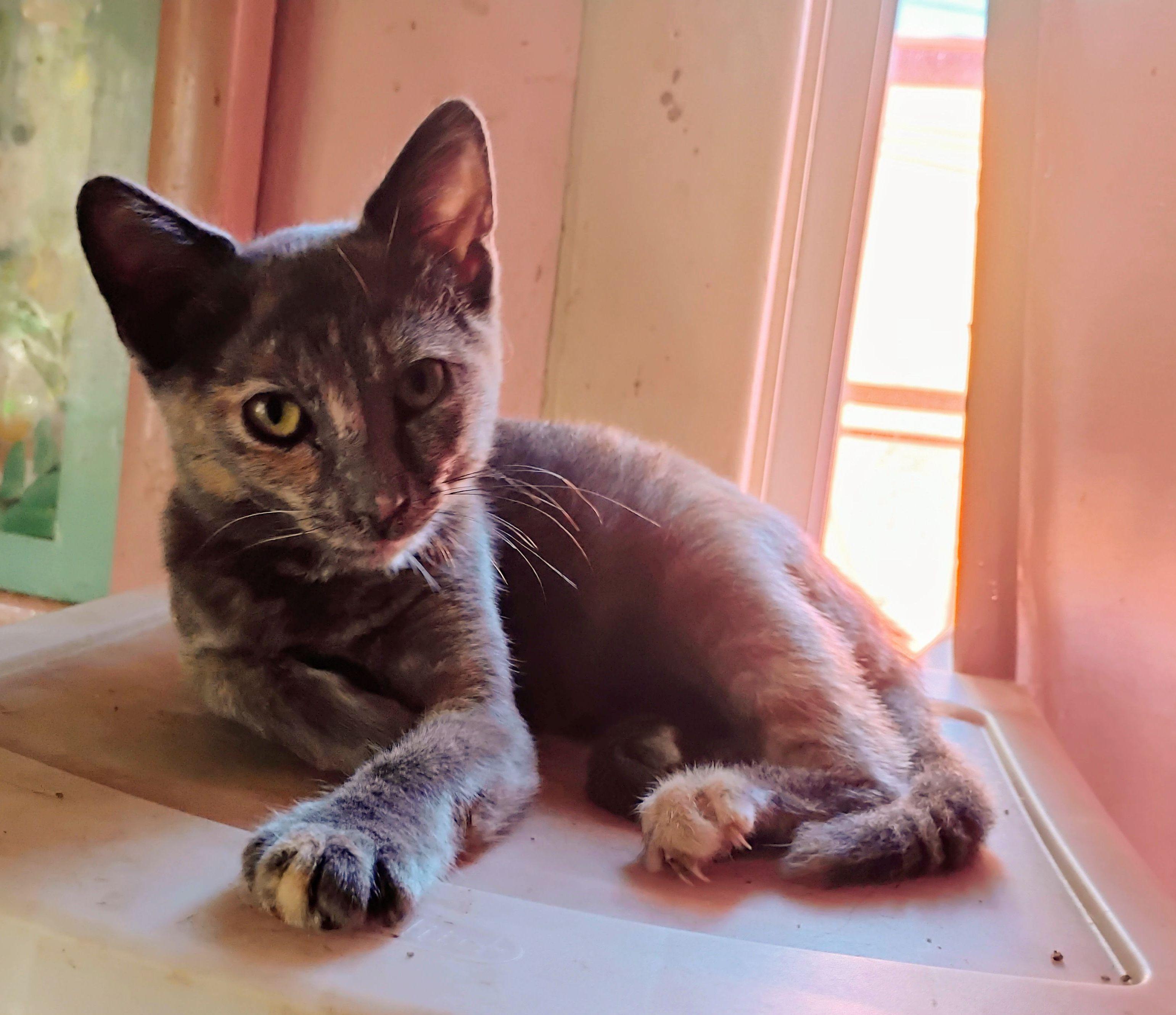 Baby Iris, Adopted, Kitten Female Dilute Tortoiseshell & Domestic Short Hair.