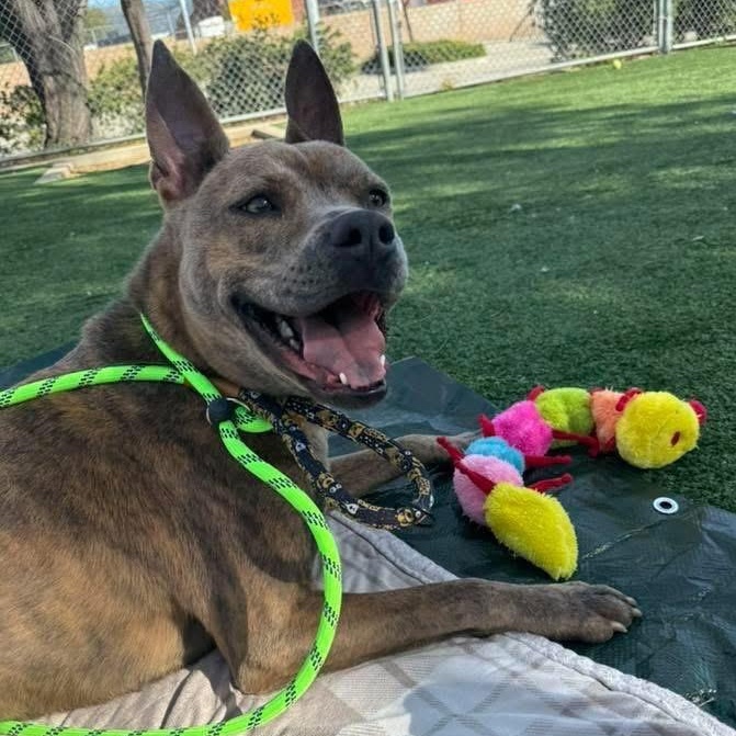 Wylie, a ADOPTABLE mixed breed in TEMECULA, CA image 2/6