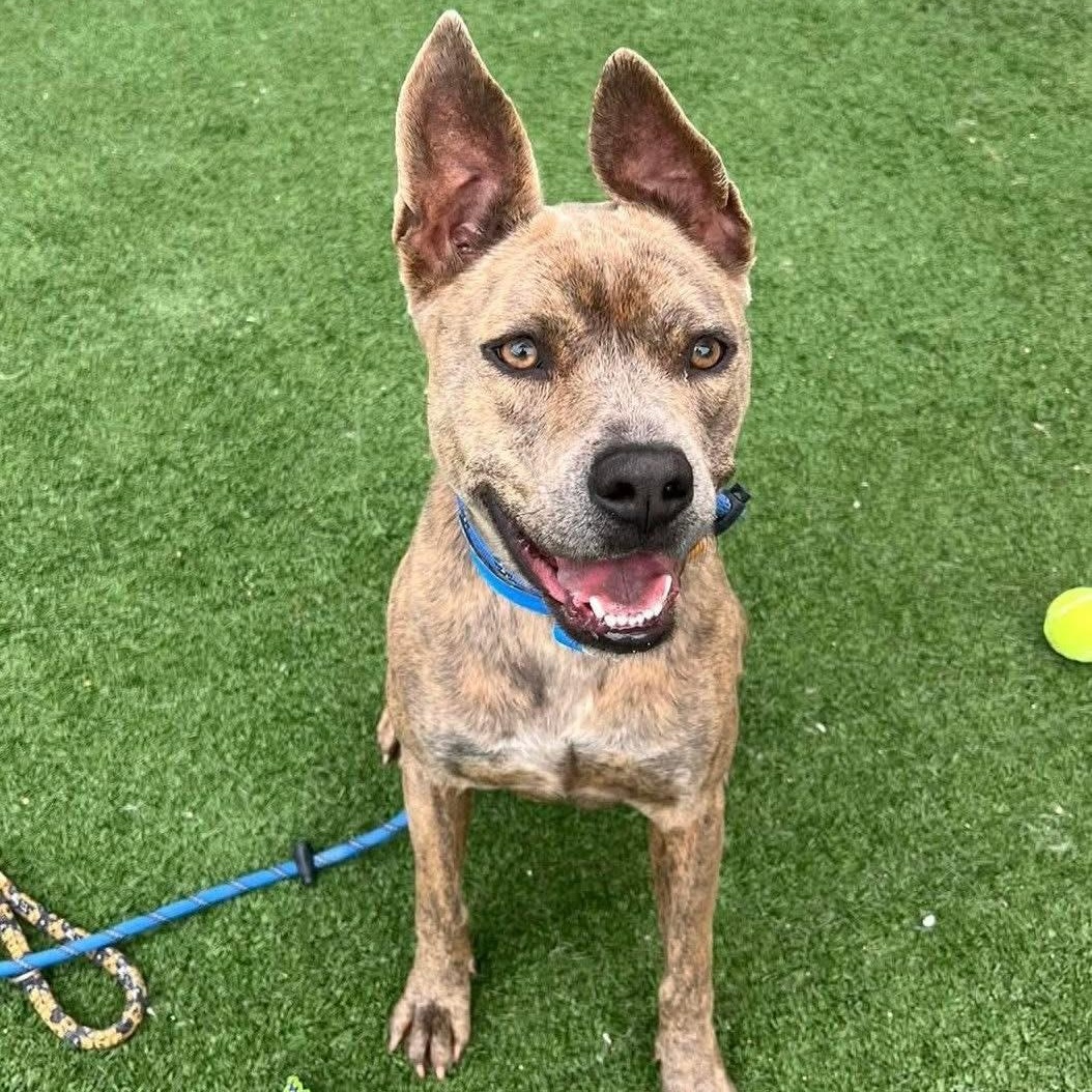 Wylie, a ADOPTABLE mixed breed in TEMECULA, CA image 1/6