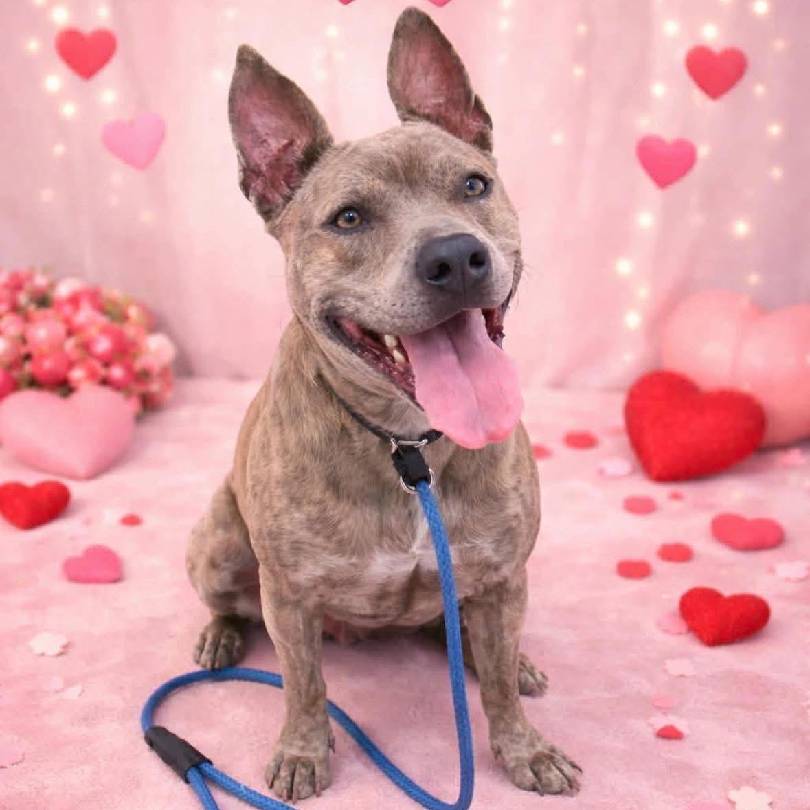 Wylie, a ADOPTABLE mixed breed in TEMECULA, CA image 6/6