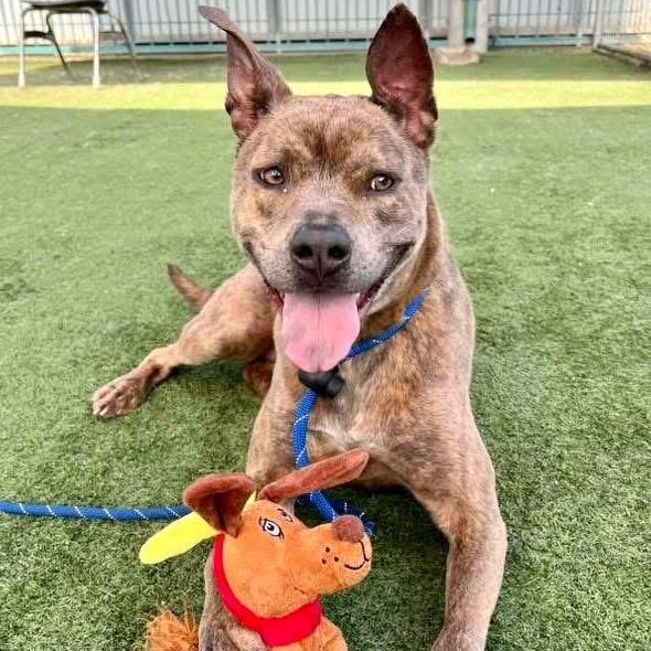 Wylie, a ADOPTABLE mixed breed in TEMECULA, CA image 4/6