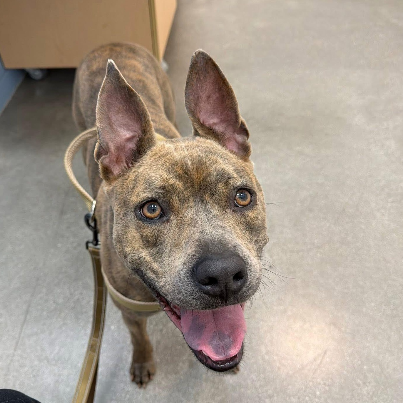 Wylie, a ADOPTABLE mixed breed in TEMECULA, CA image 3/6