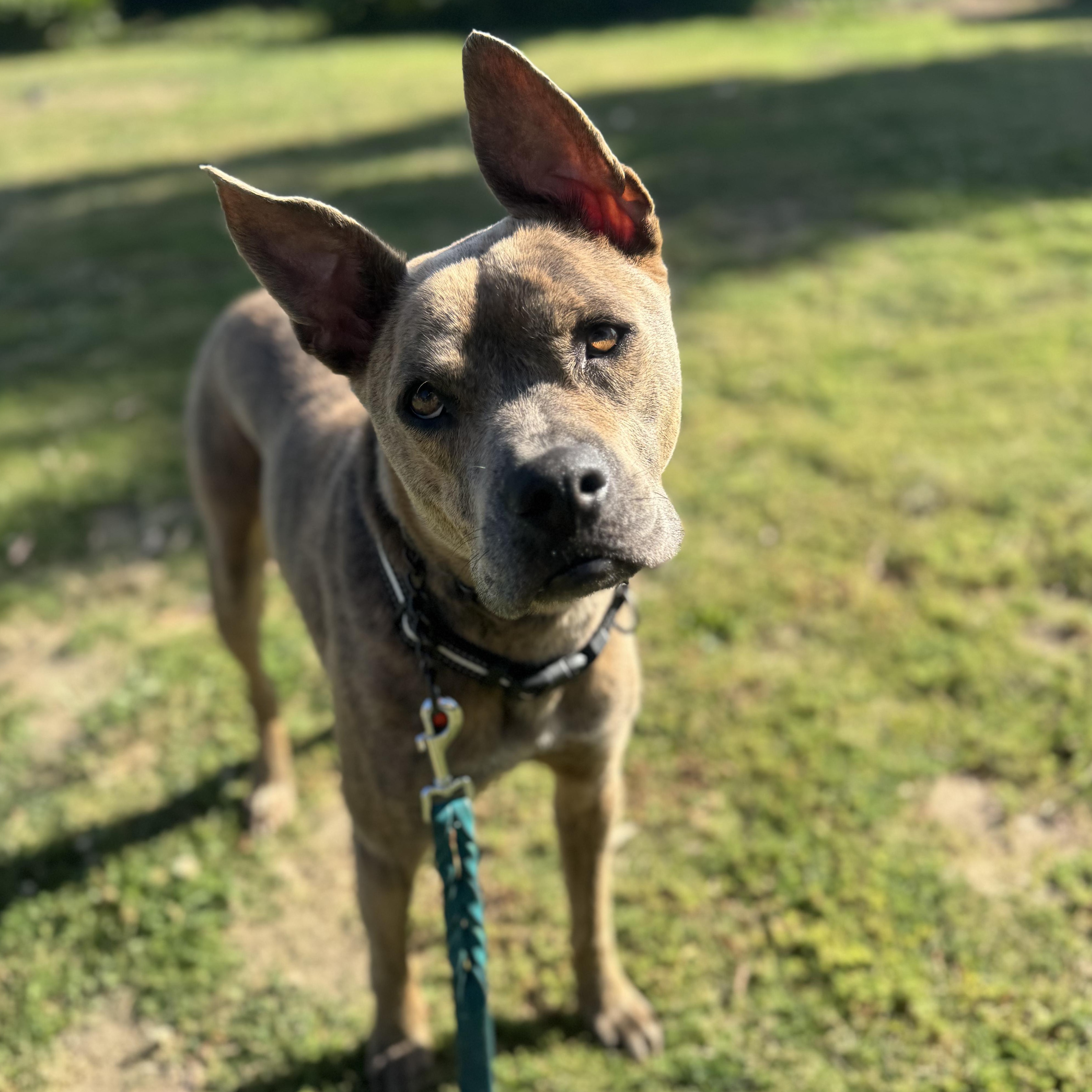 Wylie, a ADOPTABLE mixed breed in TEMECULA, CA image 5/6