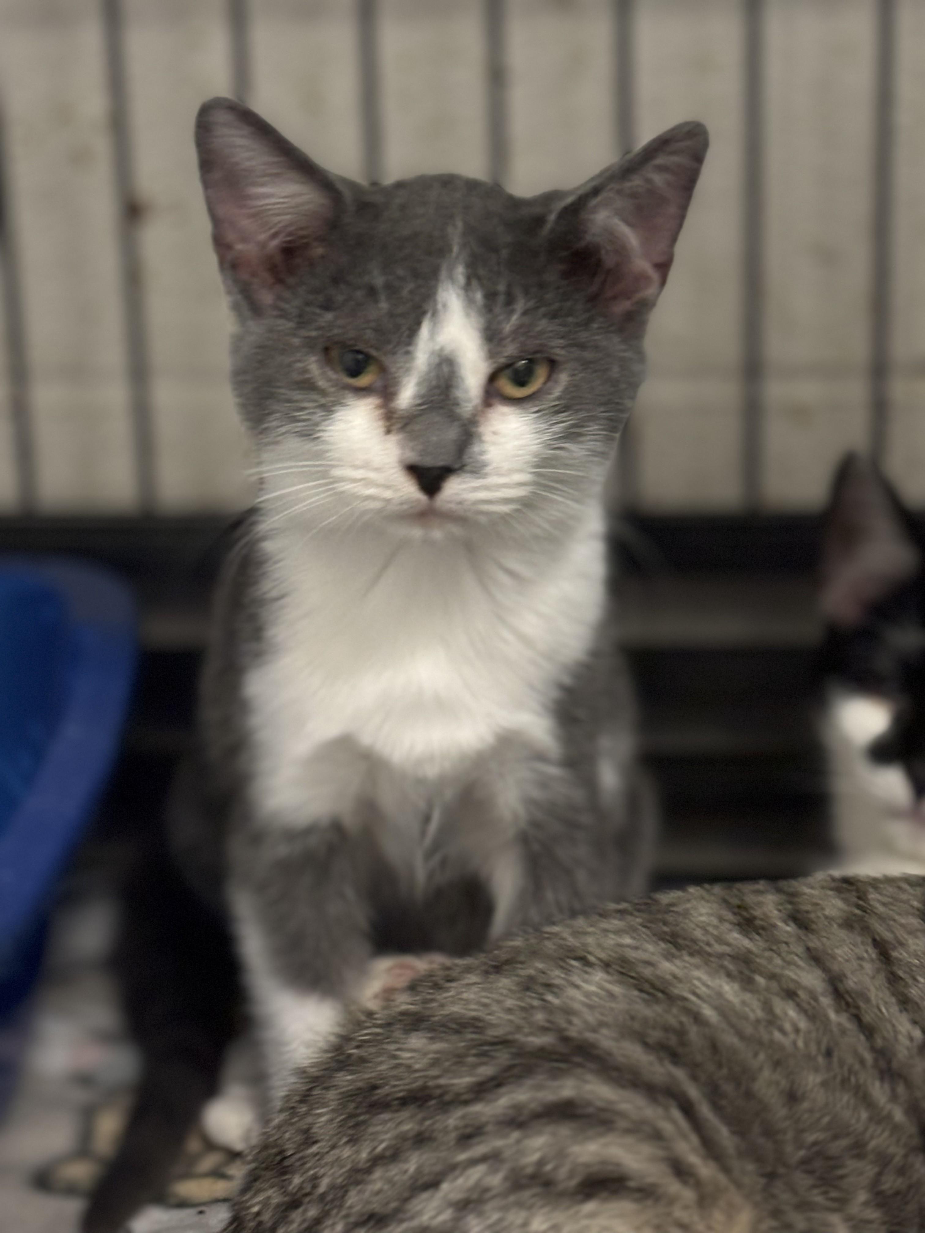 Jello, Adoptable, Young Male Domestic Short Hair.