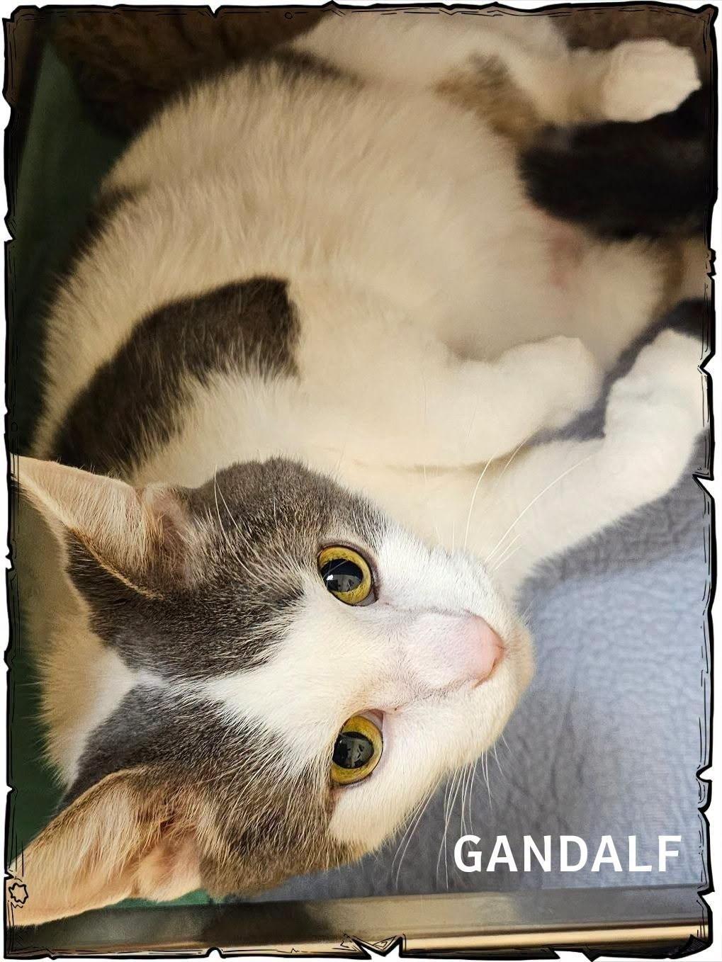 Enlarge Gandalf, a Adopted Domestic Short Hair in Whiting, IN image 1/2