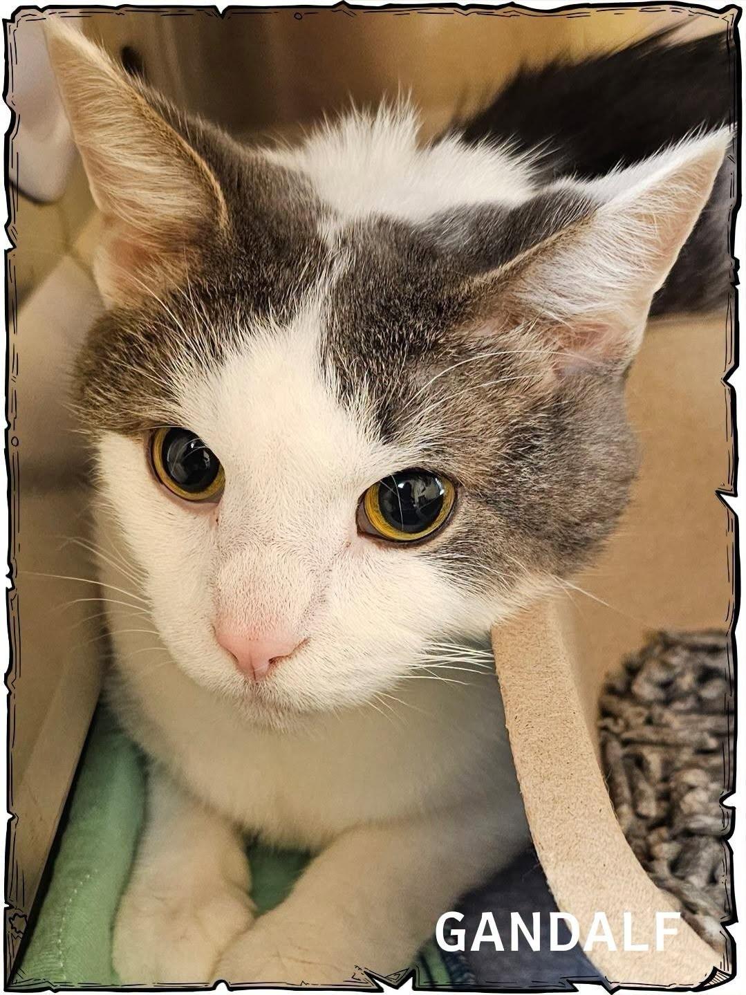 Enlarge Gandalf, a Adopted Domestic Short Hair in Whiting, IN image 2/2