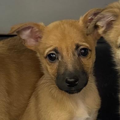 Enlarge Honey, a Adoptable Mixed Breed in Cedaredge, CO image 1/5
