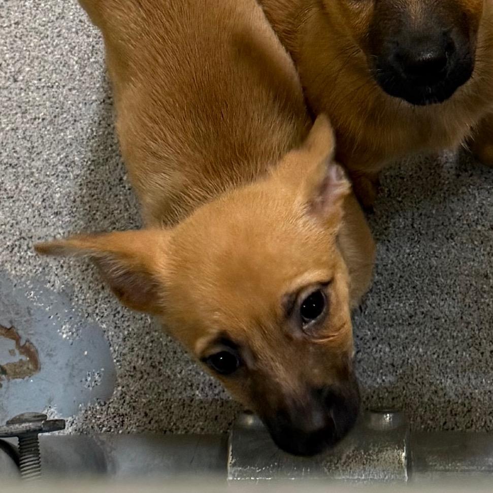 Enlarge Honey, a Adoptable Mixed Breed in Cedaredge, CO image 2/5