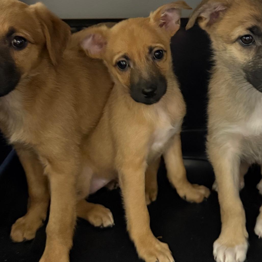 Enlarge Honey, a Adoptable Mixed Breed in Cedaredge, CO image 4/5