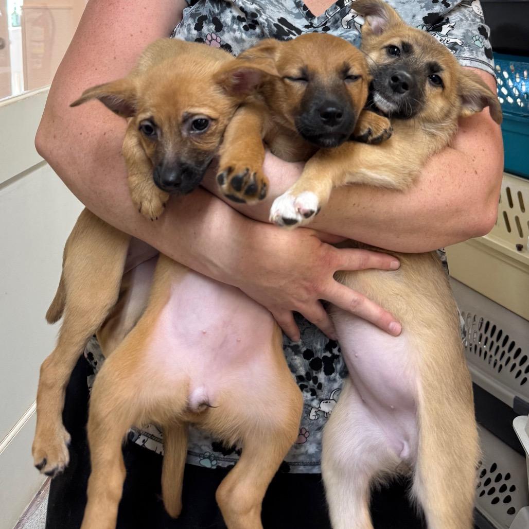 Enlarge Honey, a Adoptable Mixed Breed in Cedaredge, CO image 5/5