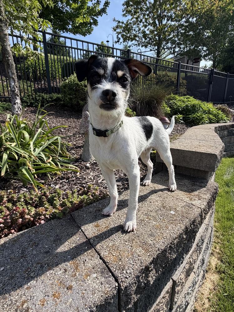 Riley, a Adoptable mixed breed in Jefferson Hills, PA image 1/3