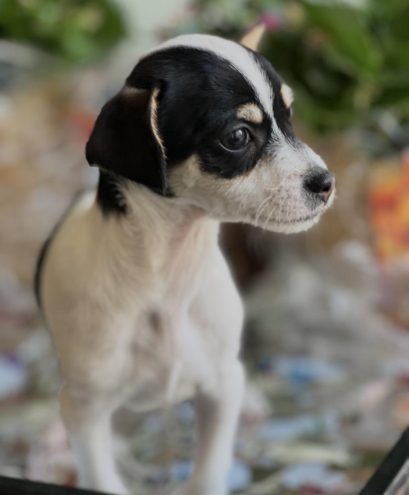 Enlarge Riley, a Adoptable mixed breed in Jefferson Hills, PA image 1/3