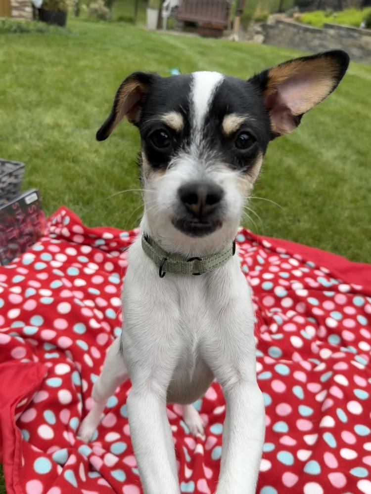 Riley, a Adoptable mixed breed in Jefferson Hills, PA image 2/3