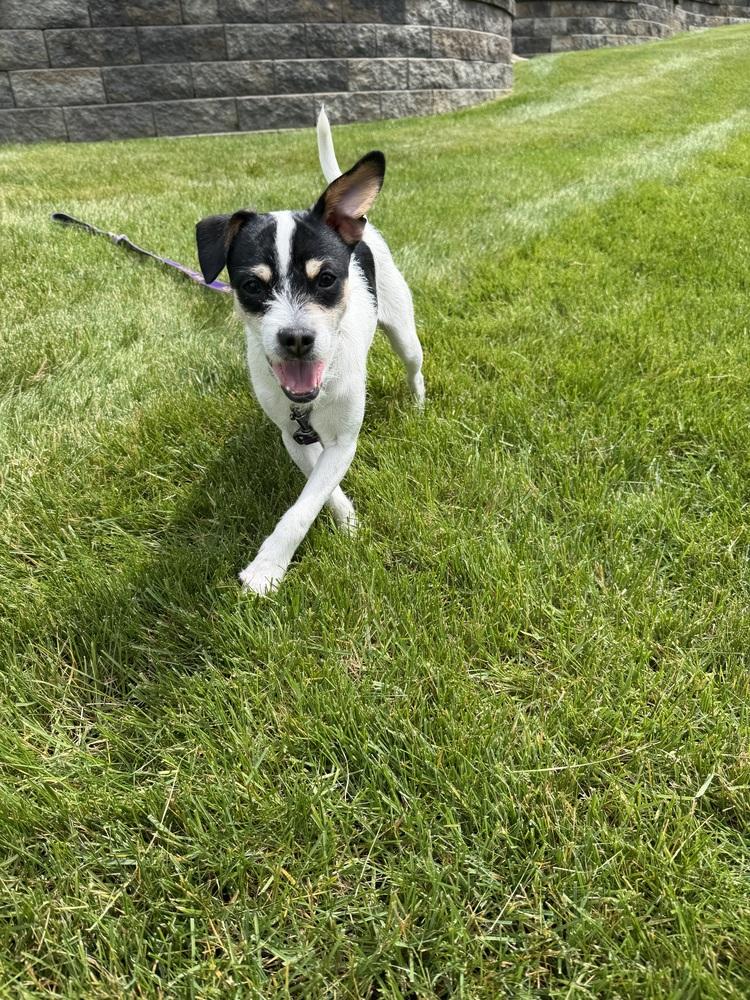 Riley, a Adoptable mixed breed in Jefferson Hills, PA image 3/3