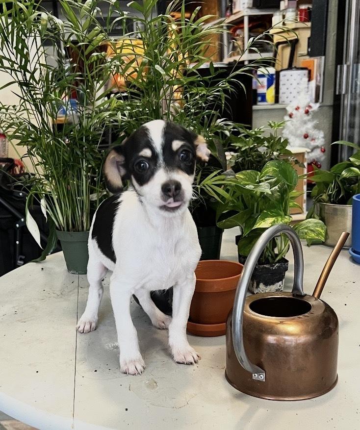 Riley, Adoptable, Puppy Male Chihuahua & Terrier.