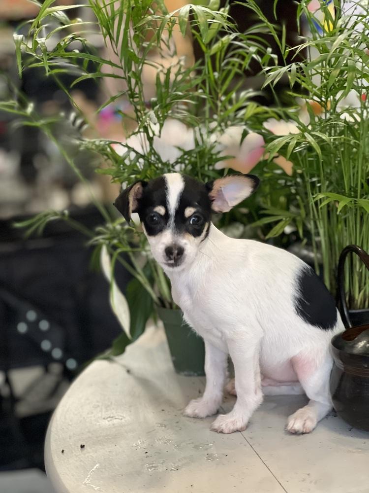 Enlarge Riley, a Adoptable mixed breed in Jefferson Hills, PA image 3/3