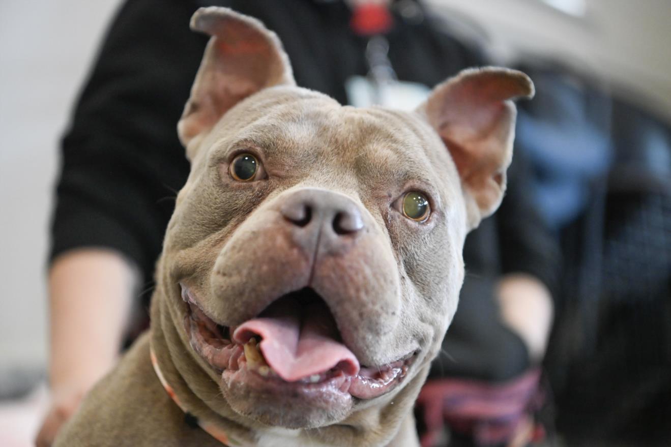 Enlarge CHOPPER**, a Adoptable mixed breed in Chapel Hill, NC image 1/1