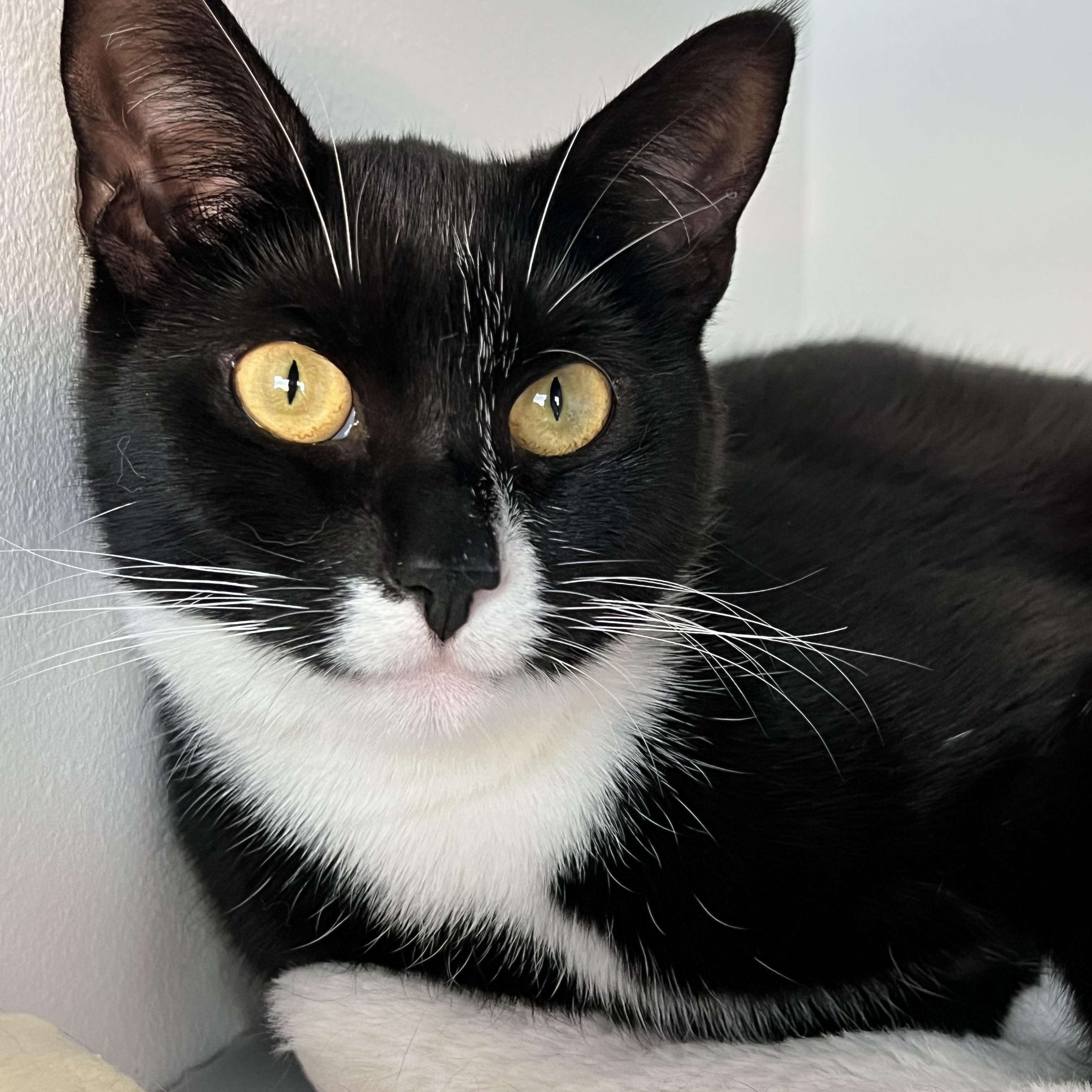 Santino, Adoptable, Young Male Tuxedo.