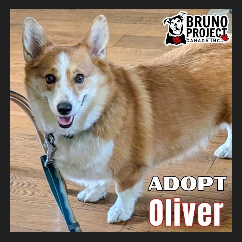 Enlarge Oliver, an adopted Corgi in St Catharines, ON image 1/3