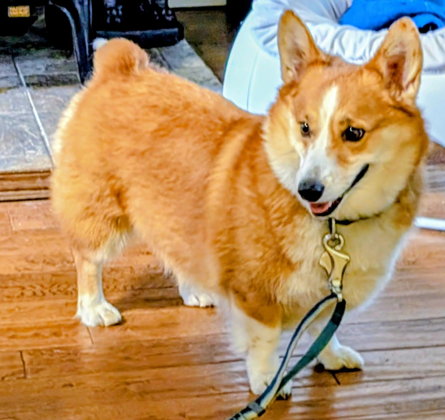 Enlarge Oliver, an adopted Corgi in St Catharines, ON image 3/3