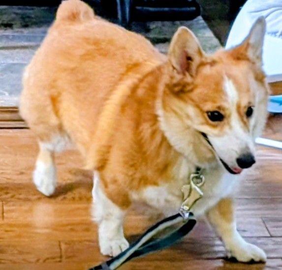 Enlarge Oliver, an adopted Corgi in St Catharines, ON image 2/3