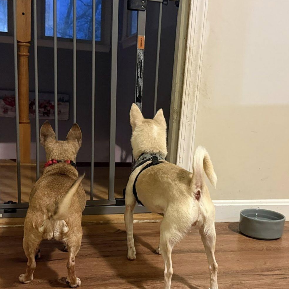 Enlarge Snowball (Bonded Pair w/Coco), an adoptable Chihuahua in Severn, MD image 5/5