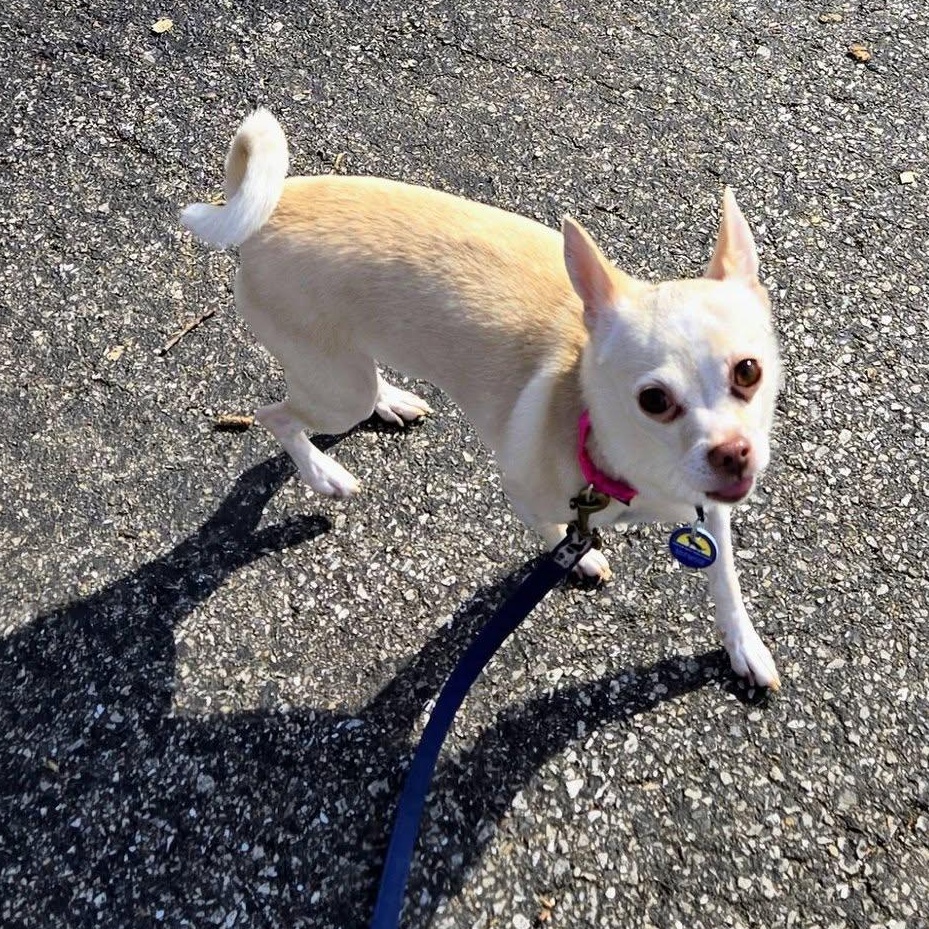 Snowball (Bonded Pair w/Coco), adoptable, Adult Female Chihuahua.