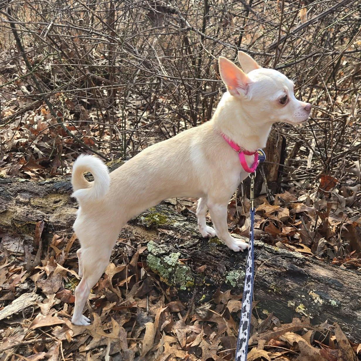 Enlarge Snowball (Bonded Pair w/Coco), an adoptable Chihuahua in Severn, MD image 2/5
