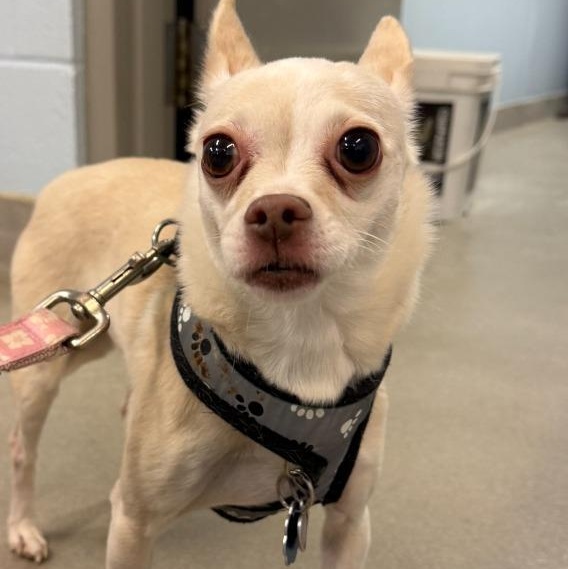 Enlarge Snowball (Bonded Pair w/Coco), an adoptable Chihuahua in Severn, MD image 3/5