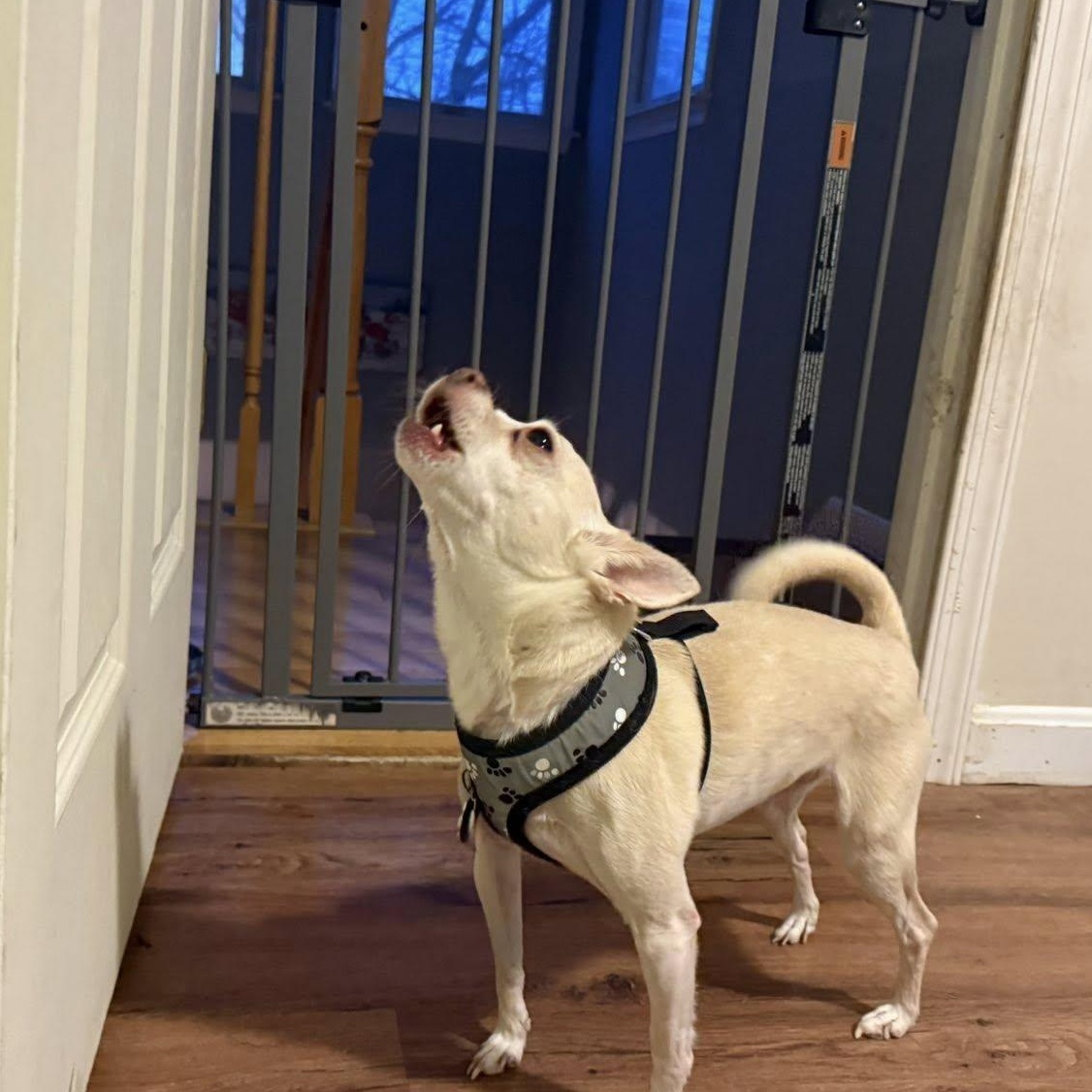 Enlarge Snowball (Bonded Pair w/Coco), an adoptable Chihuahua in Severn, MD image 4/5