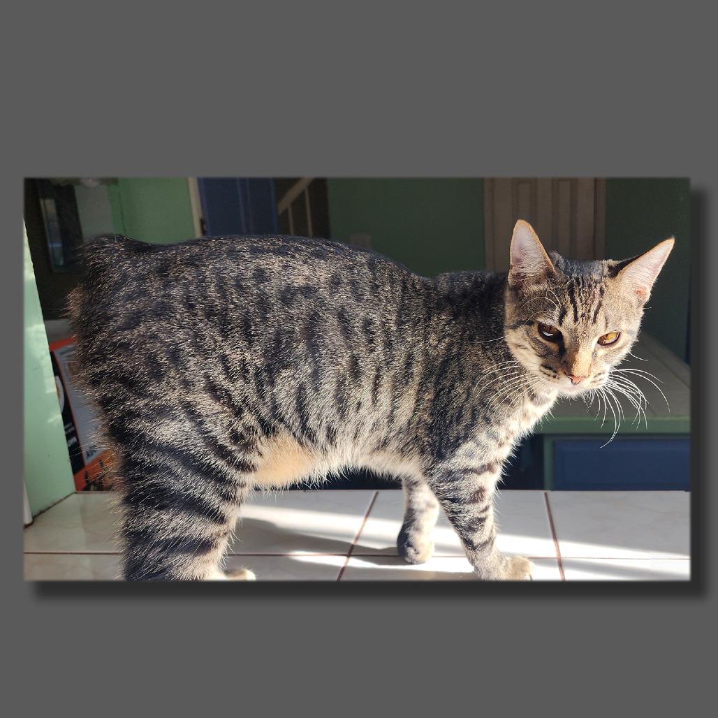 Enlarge Cera, a Adoptable mixed breed in Houston, TX image 1/5