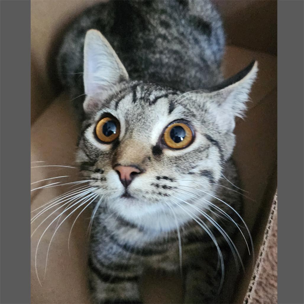 Enlarge Cera, a Adoptable mixed breed in Houston, TX image 3/5