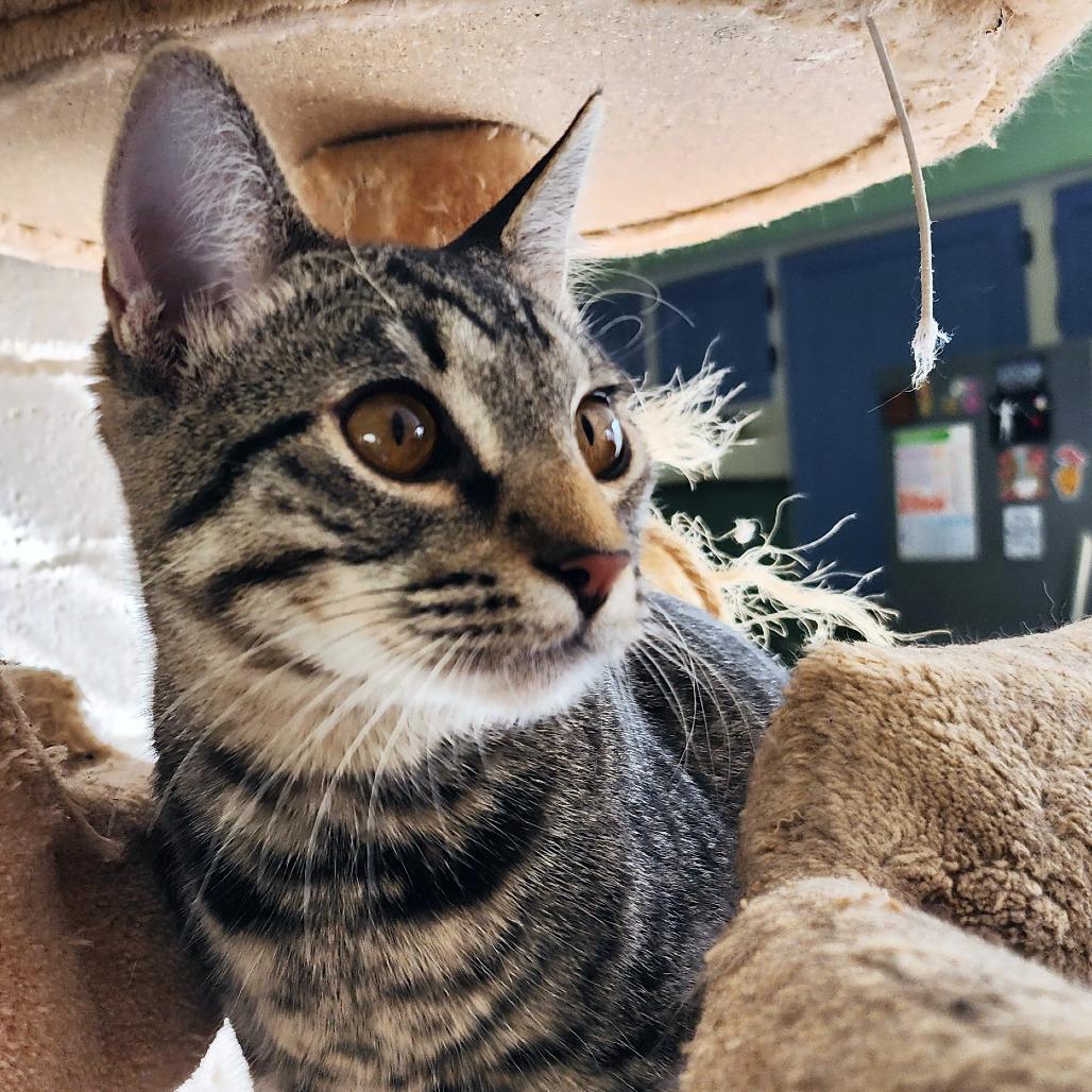 Enlarge Cera, a Adoptable mixed breed in Houston, TX image 4/5