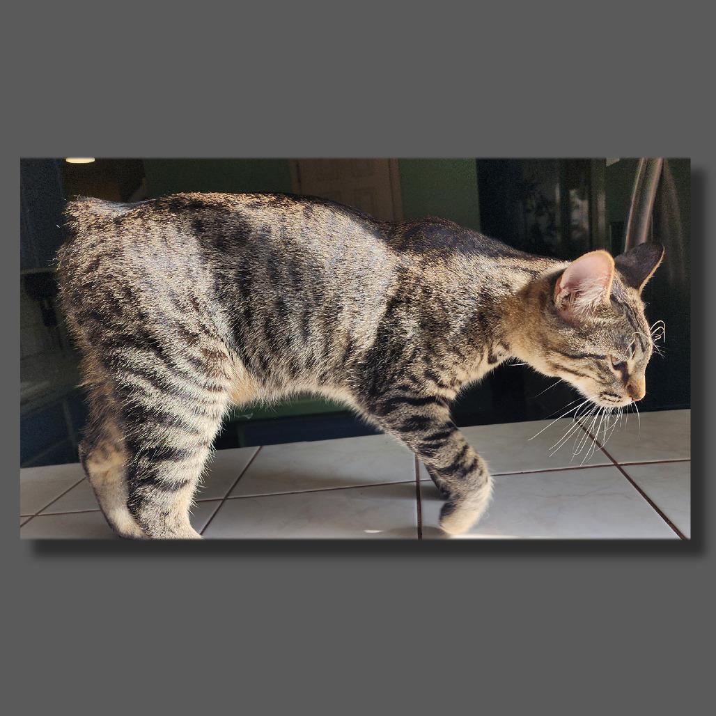 Enlarge Cera, a Adoptable mixed breed in Houston, TX image 5/5