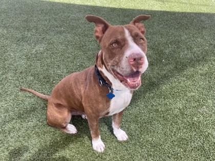 Mo, Adoptable, Senior Male American Staffordshire Terrier & Mixed Breed.