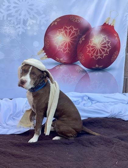 Mo, Adoptable, Senior Male American Staffordshire Terrier & Mixed Breed.