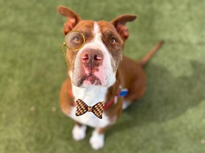 Enlarge Mo, a Adoptable mixed breed in Phoenix, AZ image 2/3