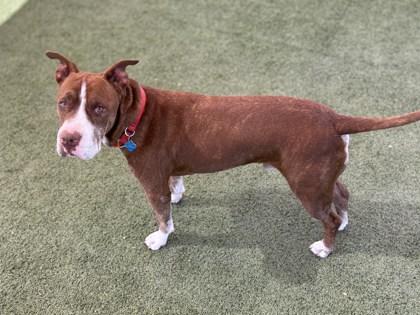 Enlarge Mo, a Adoptable mixed breed in Phoenix, AZ image 3/3