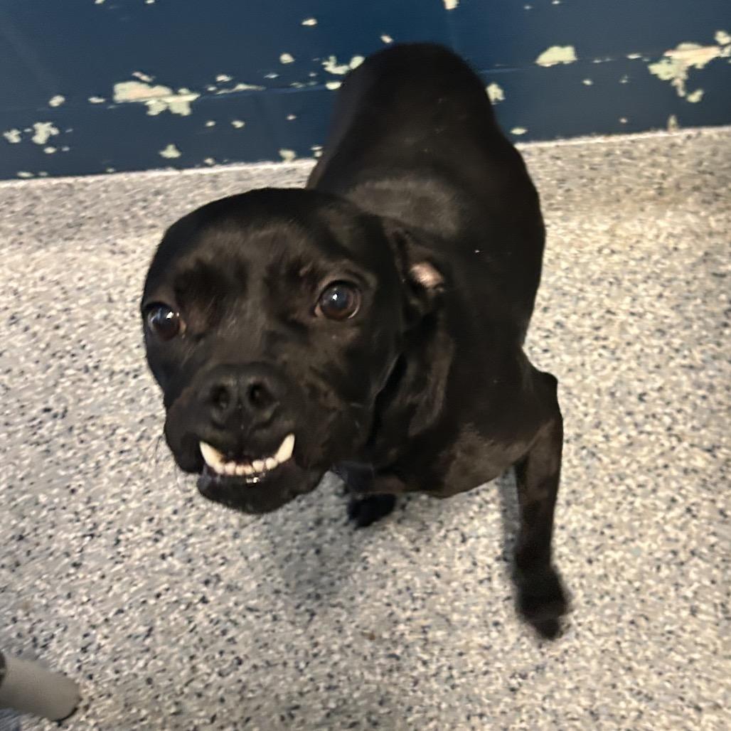 Enlarge Toffee Teefer, a Adoptable Mixed Breed in Dayton, OH image 1/6