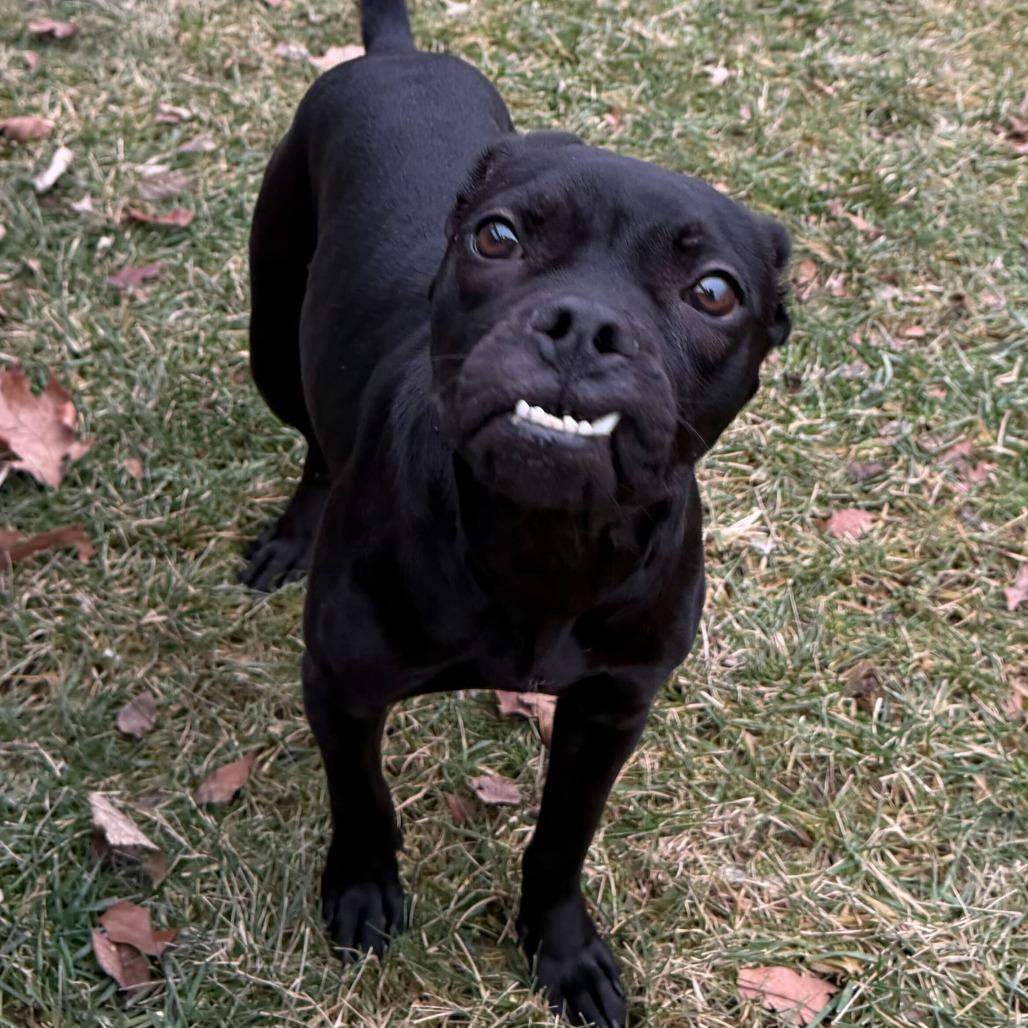Enlarge Toffee Teefer, a Adoptable Mixed Breed in Dayton, OH image 2/6
