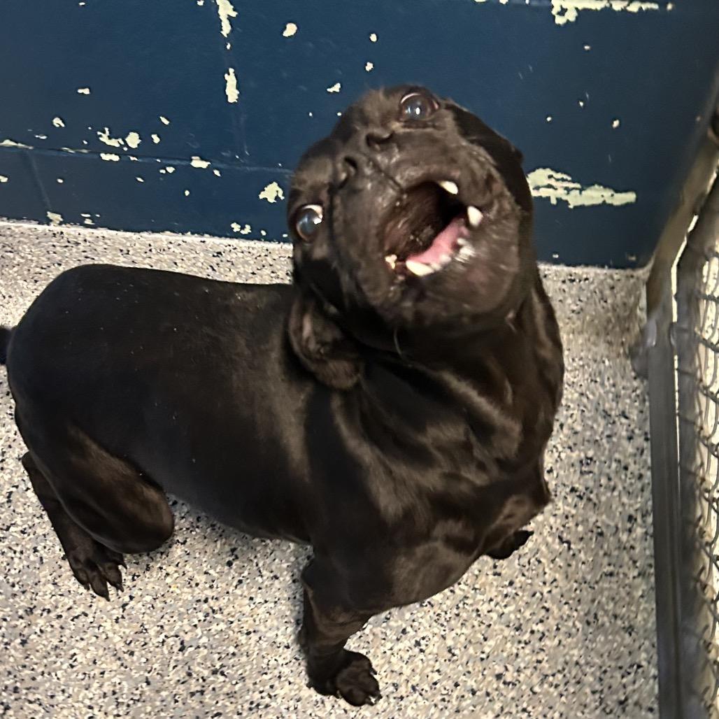 Enlarge Toffee Teefer, a Adoptable Mixed Breed in Dayton, OH image 3/6