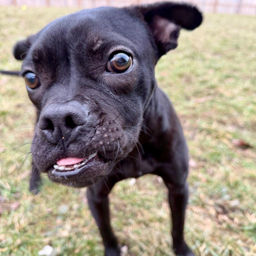 Enlarge Toffee Teefer, a Adoptable Mixed Breed in Dayton, OH image 5/6