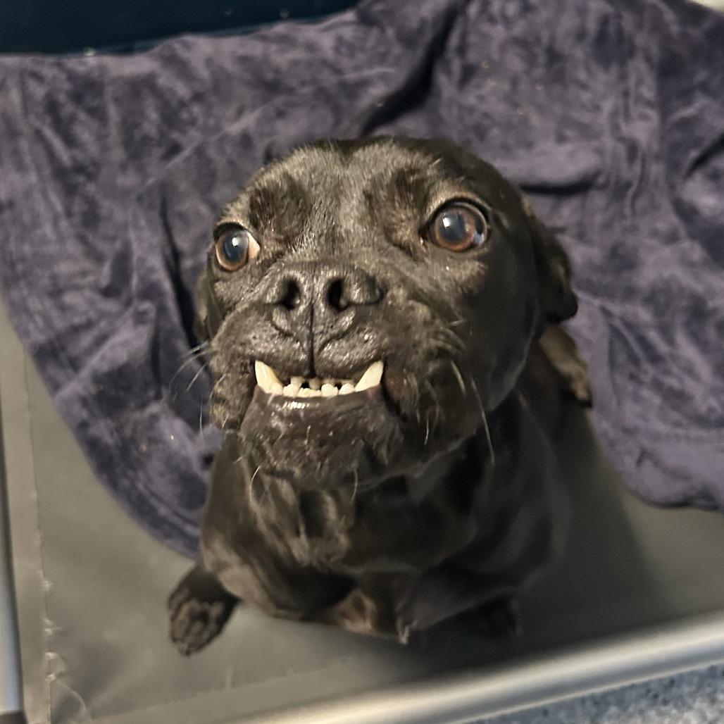 Enlarge Toffee Teefer, a Adoptable Mixed Breed in Dayton, OH image 6/6