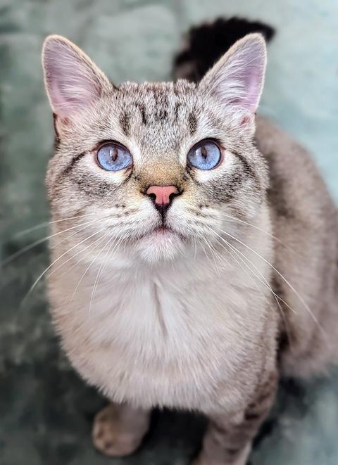 Smoke, ADOPTABLE, Adult Female Siamese.