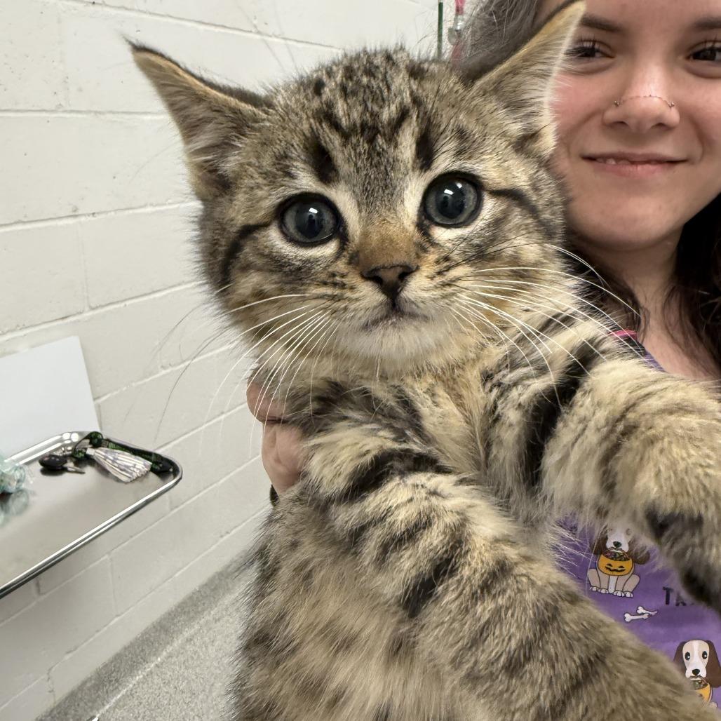 Bob, Adoptable, Kitten Male Domestic Short Hair.