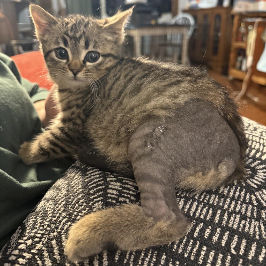 Enlarge Bob, a Adoptable Domestic Short Hair in Bloomington, IL image 2/2